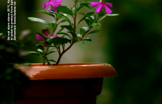 Vasopressin Injection USP 20IU/ml (Cyravent)