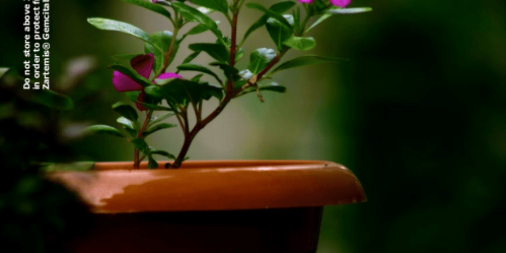 Vasopressin Injection USP 20IU/ml (Cyravent)